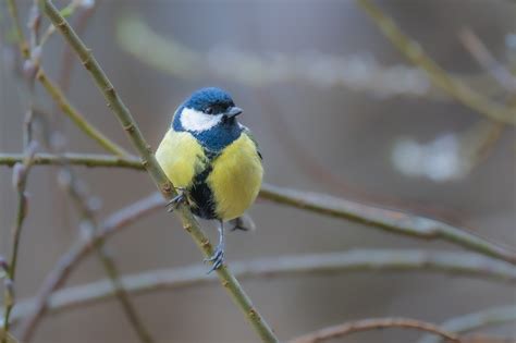 tits pic|3,000+ Free Tits & Nature Images